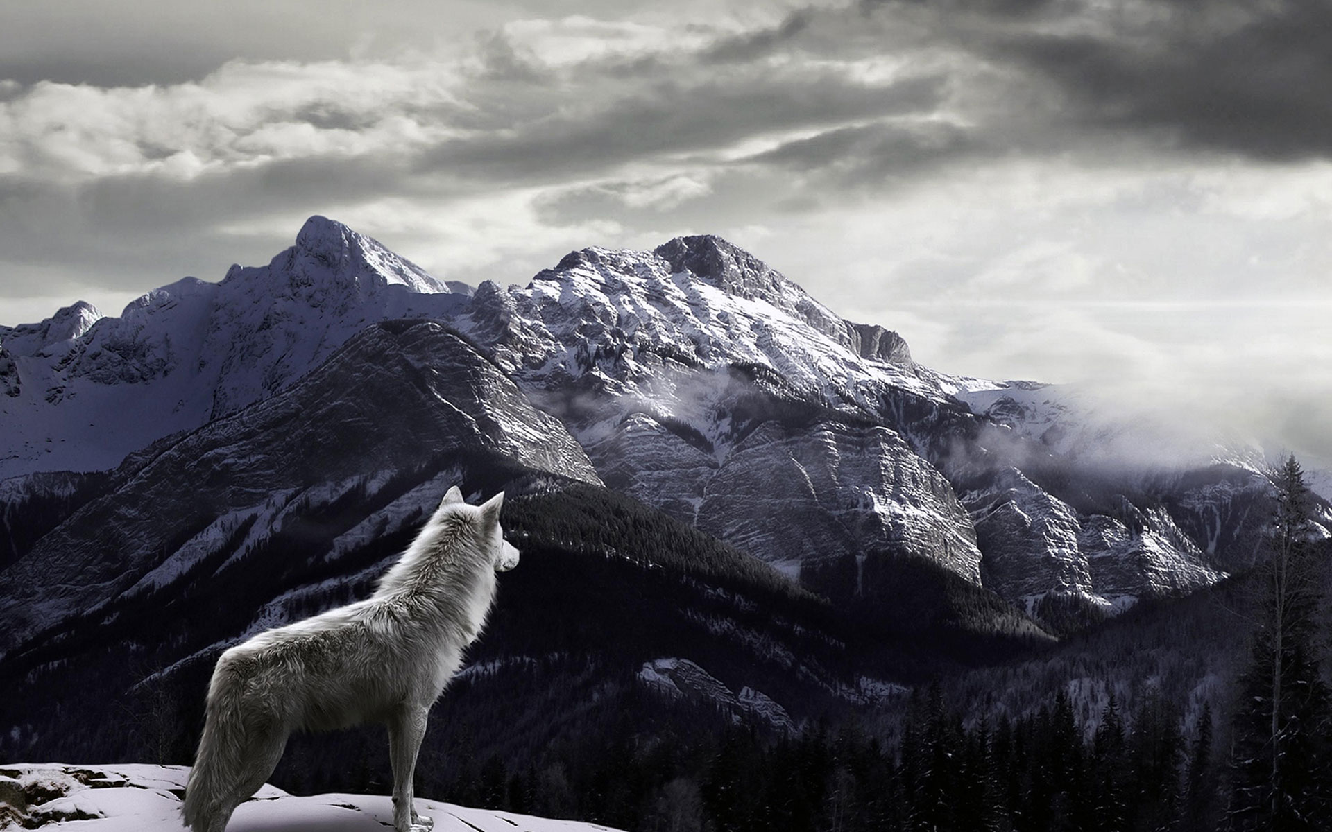 wolf on with mountains in background